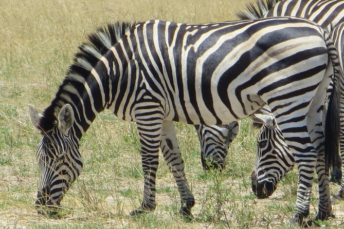 Chobe Safari Overnight Camping Trip - Is $340 a fair price?