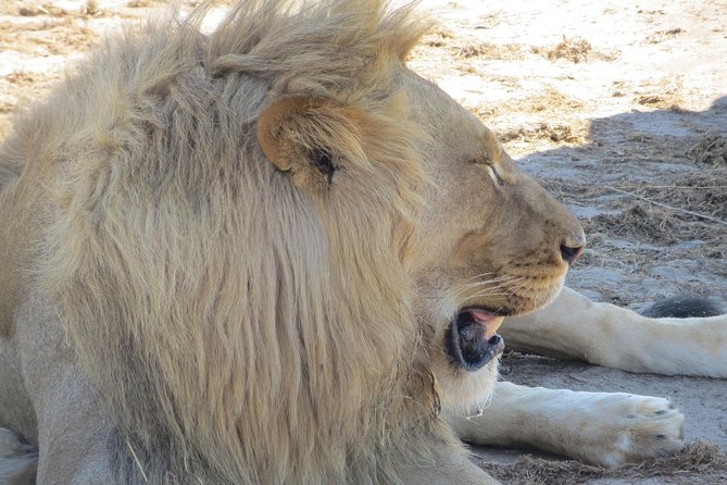 Chobe Safari Overnight Camping Trip - Who should book this overnight safari?