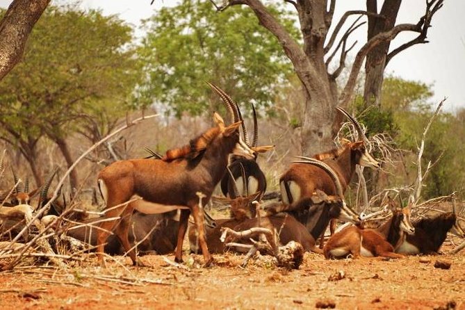 Chobe Sunrise upto Sunset Day trip from Victoria Falls 5AM - 7PM - Why the 5am start is worth considering
