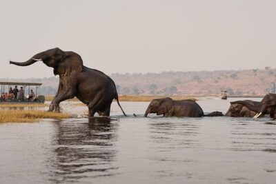 Chobe Sunrise upto Sunset Day trip from Victoria Falls 5AM – 7PM