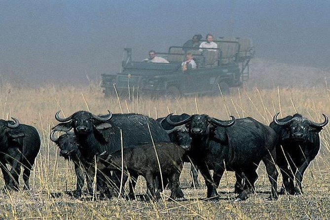 Chobe Sunrise upto Sunset Day trip from Victoria Falls 5AM - 7PM - The river cruise and Chobe’s big elephant country