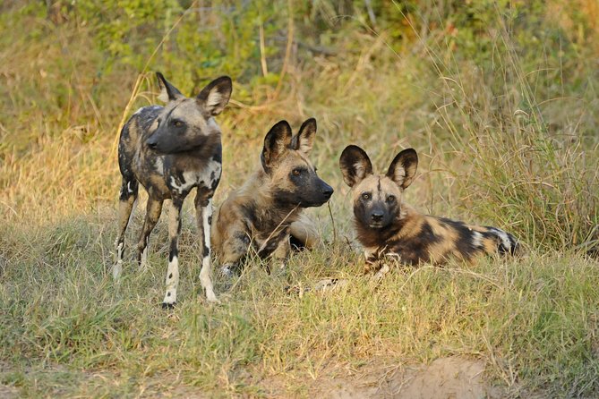 Exclusive full day Chobe game drive safari - Why Chobe works well from Victoria Falls