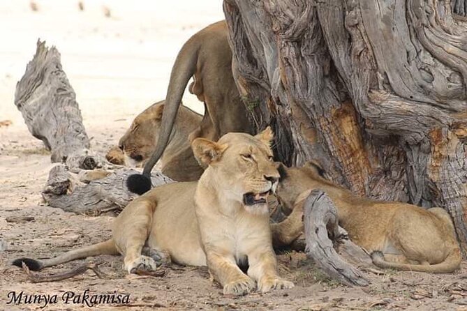 Exclusive full day Chobe game drive safari - What makes the Chobe Riverfront special