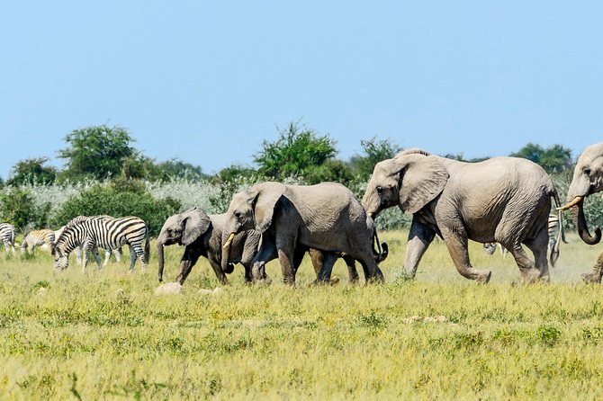 Exclusive full day Chobe game drive safari - Elephants, lions, leopards, and giraffes