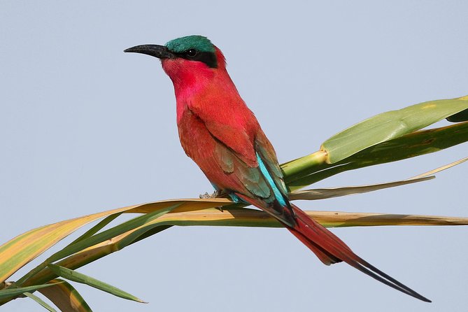 Exclusive full day Chobe game drive safari - A long game drive with a simple rhythm