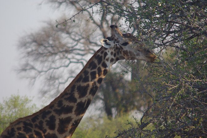 Exclusive full day Chobe game drive safari - What the $280 price means