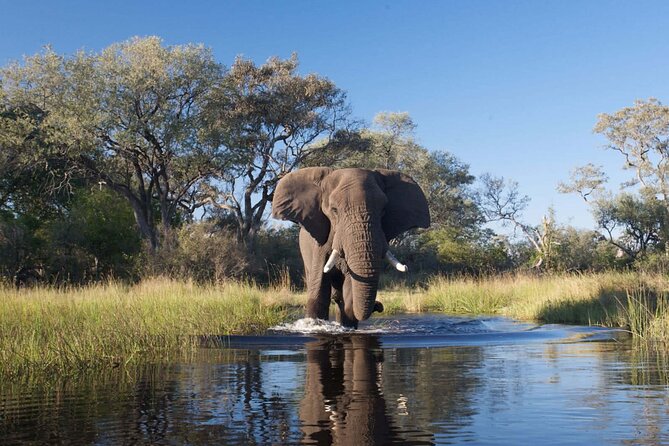 Explore Chobe National Park With a Day Trip from Victoria Falls - Who will enjoy this Chobe day trip