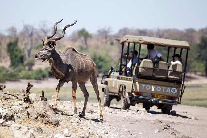 Five-Day Hwange NP, Chobe NP and Victoria Falls Combo - The value of Hwange’s water points