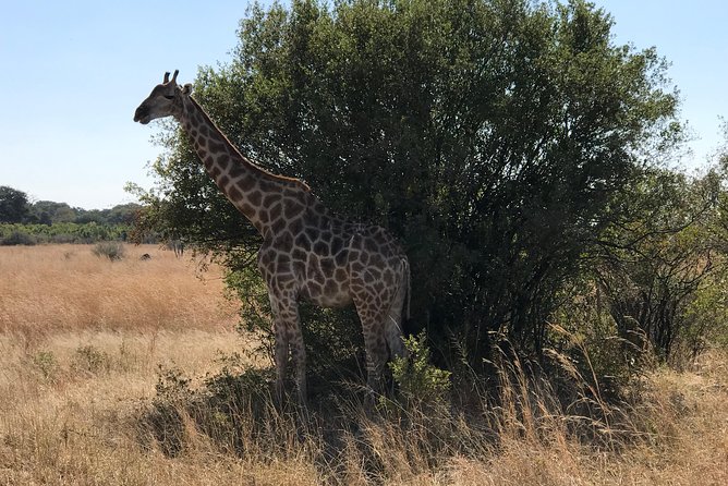 Five-Day Hwange NP, Chobe NP and Victoria Falls Combo - Day 4: Chobe by boat, then by 4x4