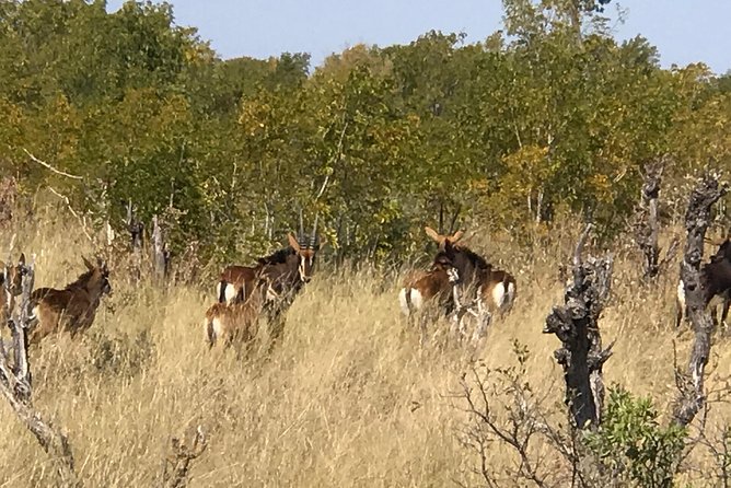 Five-Day Hwange NP, Chobe NP and Victoria Falls Combo - Day 5: A flexible departure morning