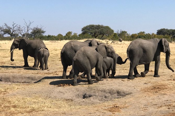 Five-Day Hwange NP, Chobe NP and Victoria Falls Combo - Day 2: A full day among Hwange’s elephants