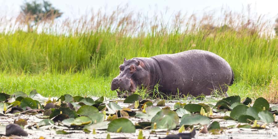 From Victoria Falls: Chobe Half Day Game Drive - Why Chobe Works as a Victoria Falls Side Trip