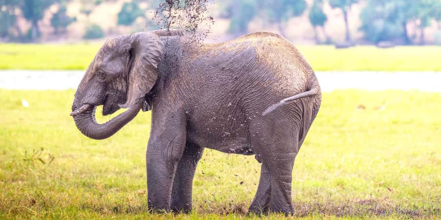 From Victoria Falls: Chobe Half Day Game Drive - The 6:00am Pickup From Victoria Falls