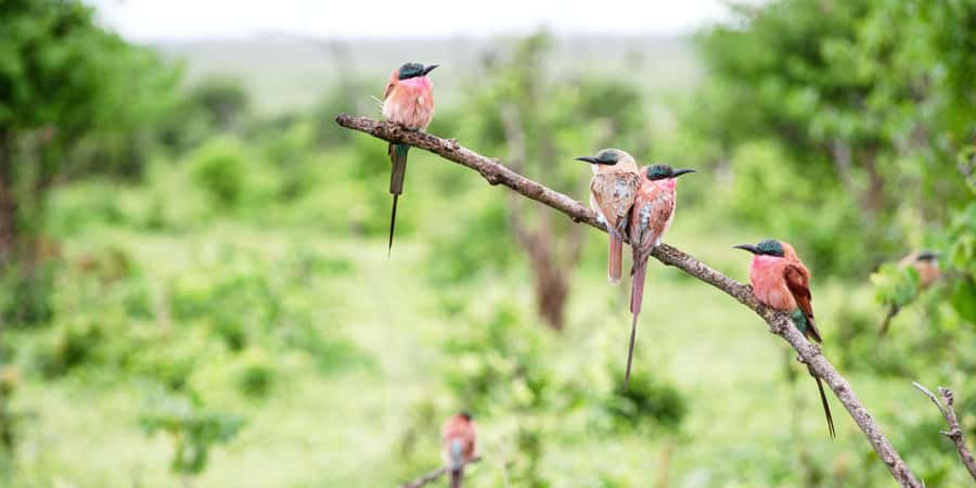 From Victoria Falls: Chobe Half Day Game Drive - Four Hours in an Open-Sided 4x4