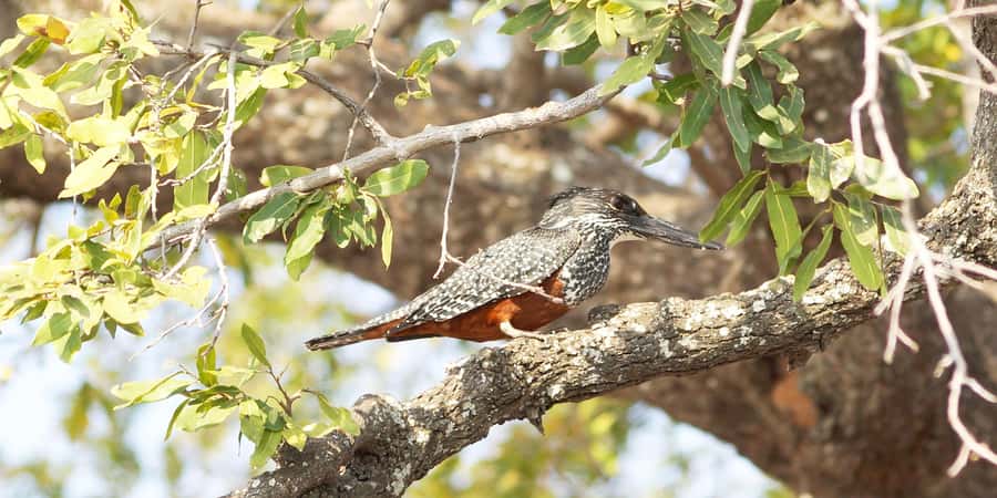 From Victoria Falls: Chobe Half Day Game Drive - Elephants Along the Chobe River