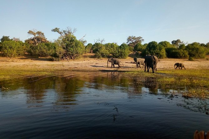 From Victoria Falls: Chobe National Park Small Group Tour - Lunch beside the river