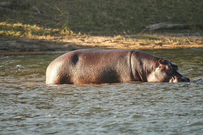 From Victoria Falls: Chobe National Park Small Group Tour - Afternoon game drive in Chobe National Park