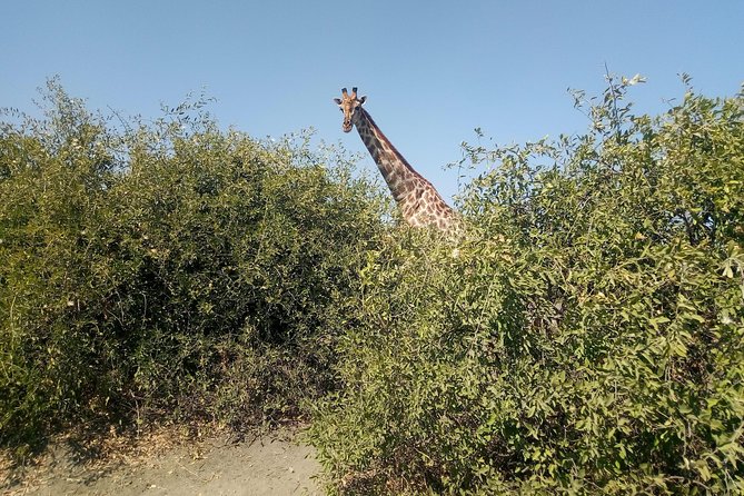 From Victoria Falls: Chobe National Park Small Group Tour - Is $200 good value?
