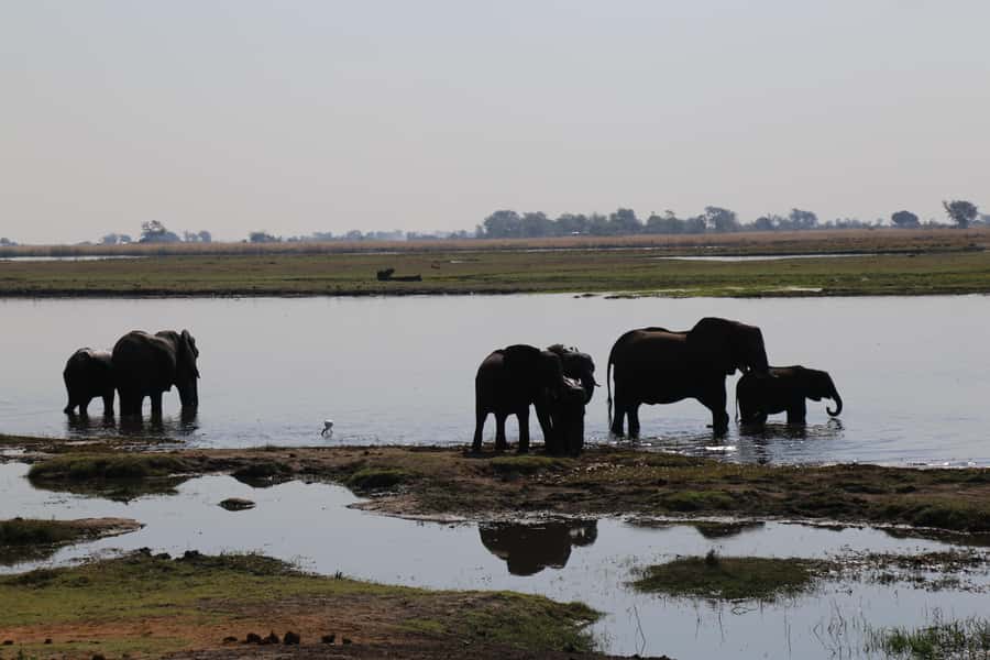 From Victoria Falls: Chobe National Park Small Group Tour - Who should book this Chobe day trip?