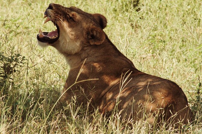 From Victoria Falls: Chobe National Park Small Group Tour - Four hours on Chobe’s rough safari roads