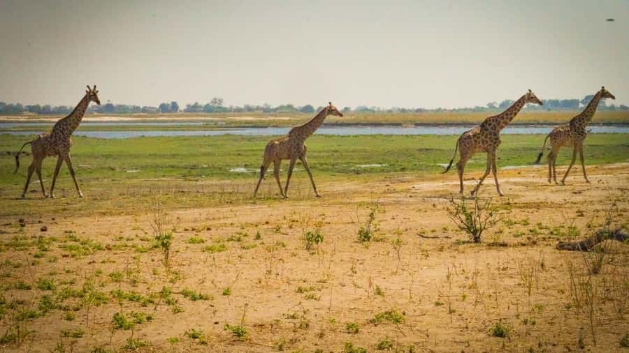 From Victoria Falls: Full Chobe Day trip to Chobe, Botswana - Key points at a glance