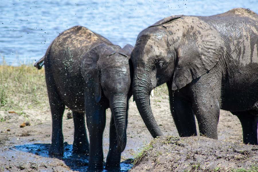 From Victoria Falls: Full Chobe Day trip to Chobe, Botswana - Booking flexibility and practical cautions