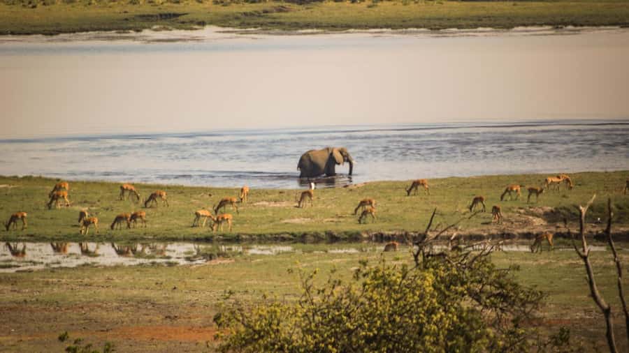 From Victoria Falls: Full Chobe Day trip to Chobe, Botswana - Why this Chobe day trip works from Victoria Falls