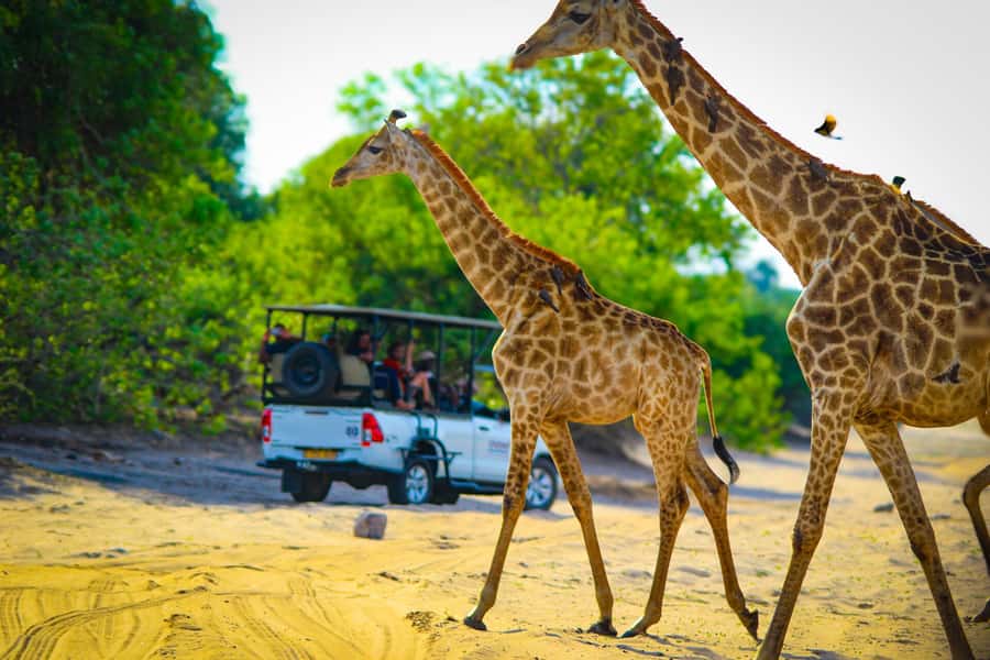 From Victoria Falls: Full Chobe Day trip to Chobe, Botswana - The short switch to a safari vehicle