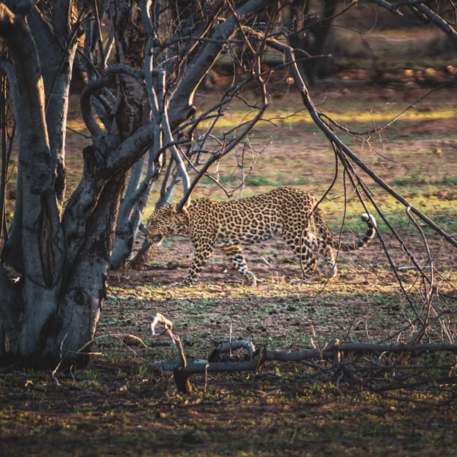 From Victoria Falls: Full Chobe Day trip to Chobe, Botswana - Three hours inside Chobe National Park