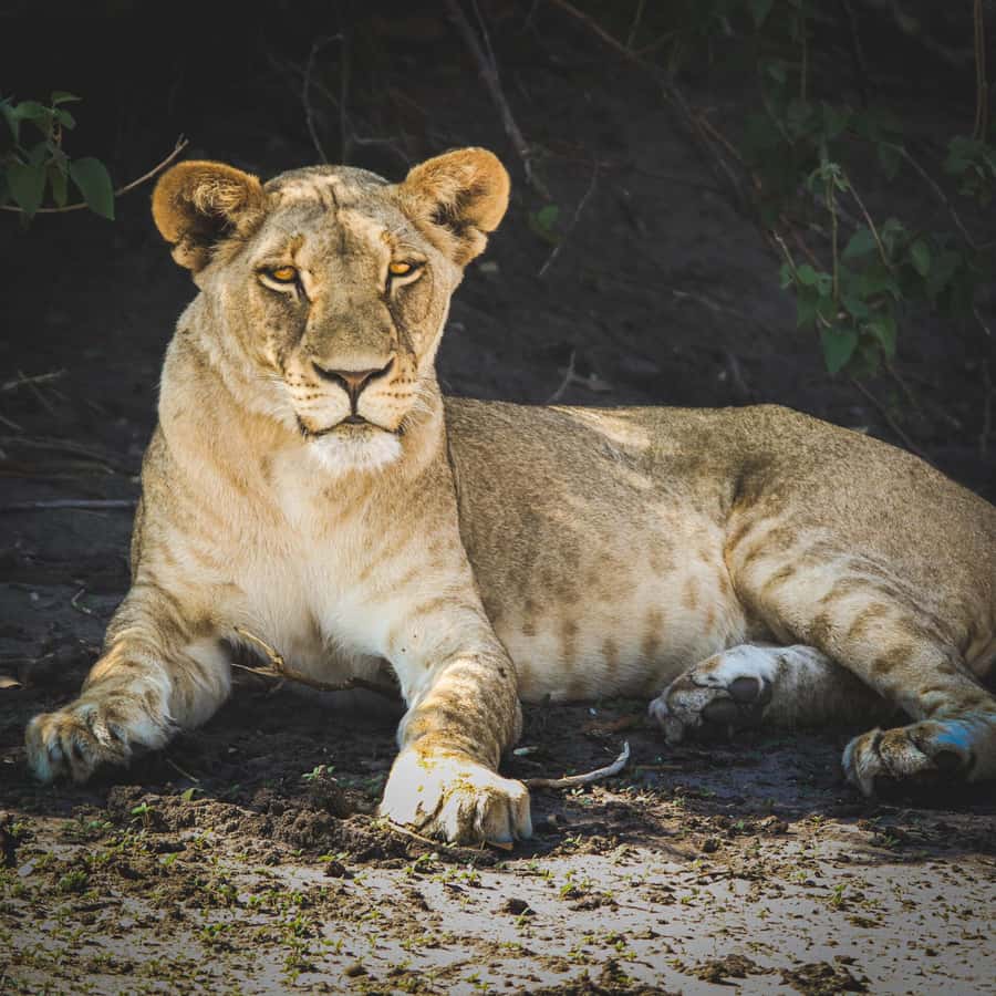 From Victoria Falls: Full Chobe Day trip to Chobe, Botswana - Who should book this day