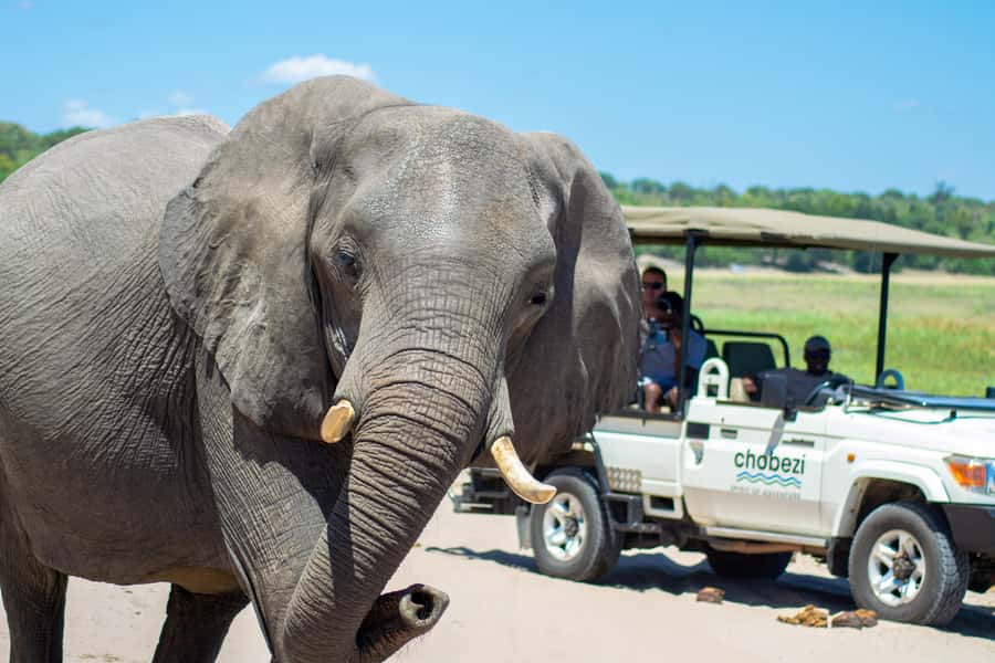 From Victoria Falls: Full Chobe Day trip to Chobe, Botswana - The one-hour transfer from Victoria Falls