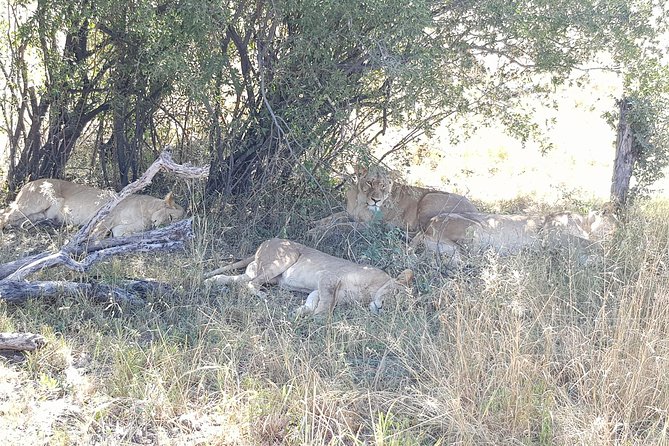 From Victoria Falls: Hwange National Park Day Safari - Why Hwange makes a strong day trip from Victoria Falls