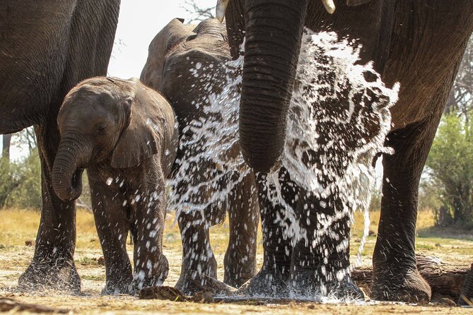 From Victoria Falls: Hwange National Park Day Safari - What you might see in Hwange