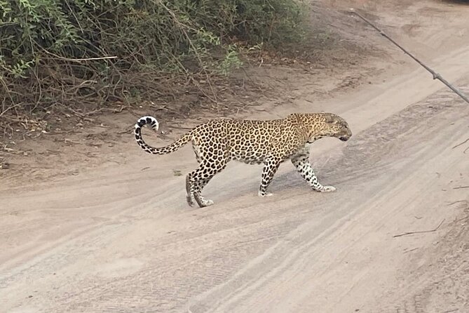 From Victoria Falls: Hwange National Park Day Safari - The picnic lunch and the practical comfort level