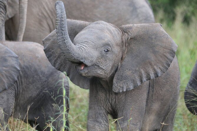 From Victoria Falls: Hwange National Park Day Safari - What the $350 price really covers