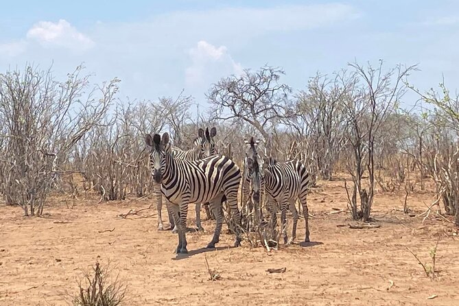 From Victoria Falls: Hwange National Park Day Safari - Who will enjoy this day most