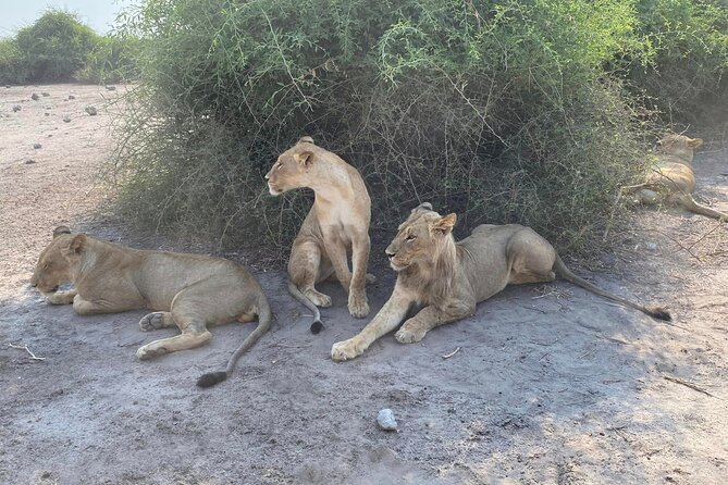 From Victoria Falls: Hwange National Park Day Safari - Two game drives, two ways to search for wildlife