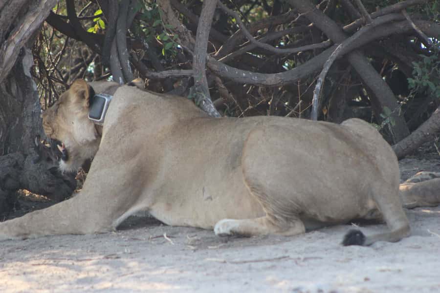 From Victoria Falls: Sunrise to Sunset Chobe Safari - Why this Chobe day trip is worth considering
