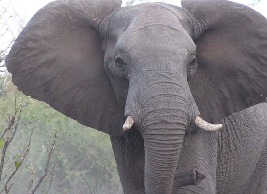 From Victoria Falls: Sunrise to Sunset Chobe Safari - What to wear and pack for the open vehicle