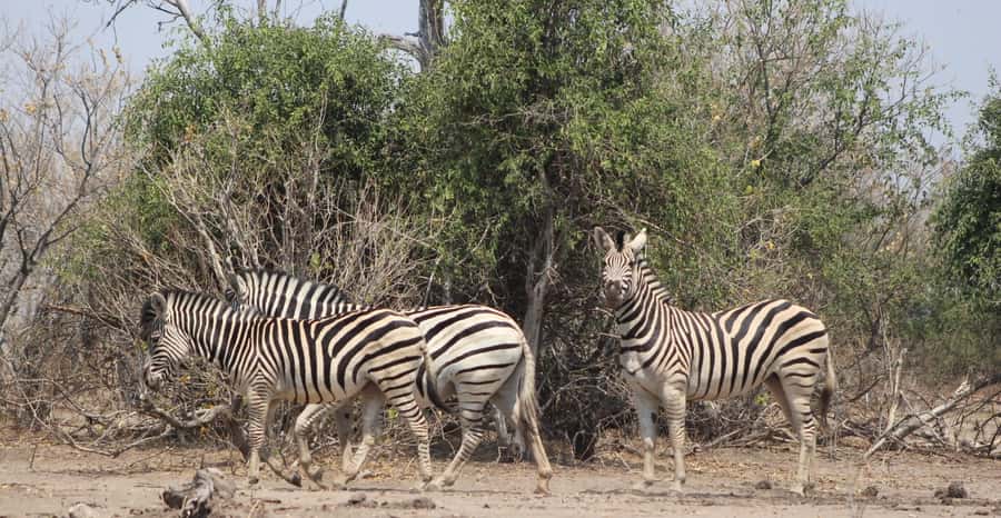 From Victoria Falls: Sunrise to Sunset Chobe Safari - Who will enjoy this Chobe safari most?
