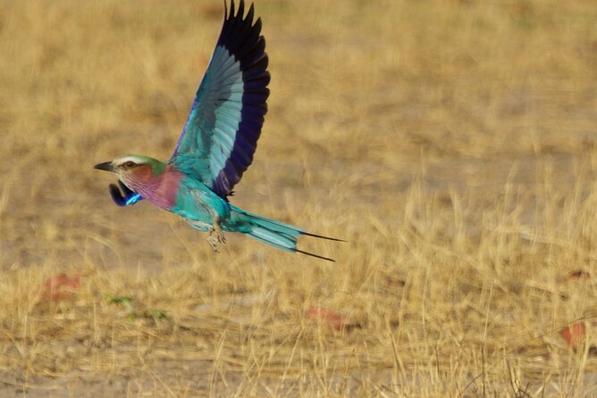 Full Day Birding Zambezi National Park Includes Picnic Lunch - The value of local guides