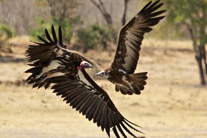 Full Day Birding Zambezi National Park Includes Picnic Lunch - Price, park fee, and what you receive