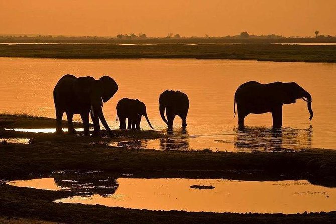 Full Day Chobe National Park Big 5 Safari - Why Chobe Works So Well as a Day Trip from Victoria Falls
