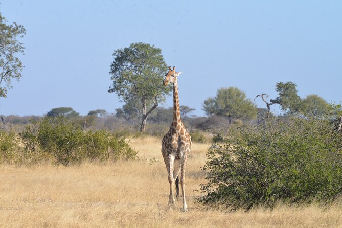 Full Day Chobe Trip with Lunch - The early pickup and drive to Kazungula