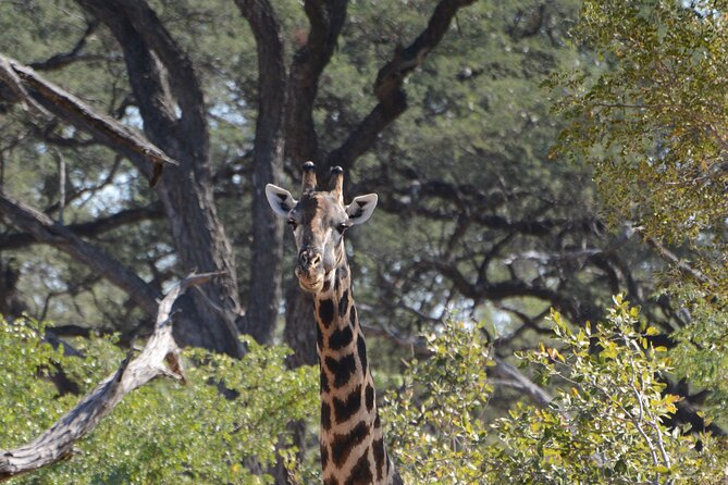 Full Day Chobe Trip with Lunch - Wildlife: what you may see and what you should not expect