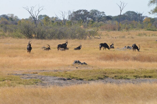 Full Day Chobe Trip with Lunch - Guides, service, and group size