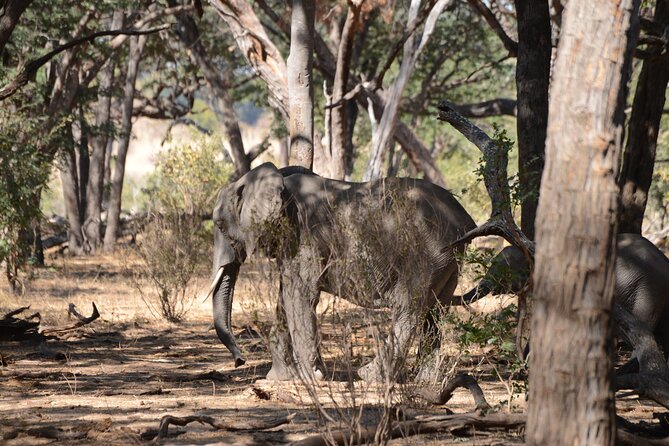 Full Day Chobe Trip with Lunch - Is $165 a fair price?