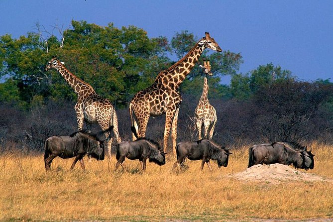 Full Day Hwange Day Trip - Why Hwange makes a worthwhile day from Victoria Falls