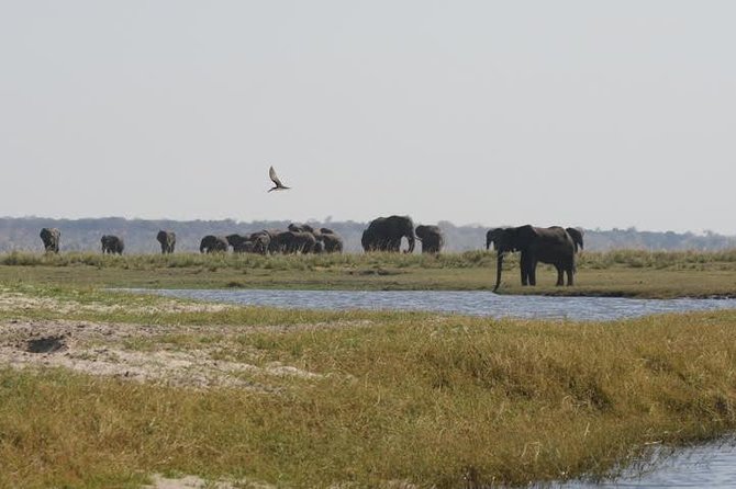 Full Day Hwange Day Trip - Lunch at 13:00 and a useful pause