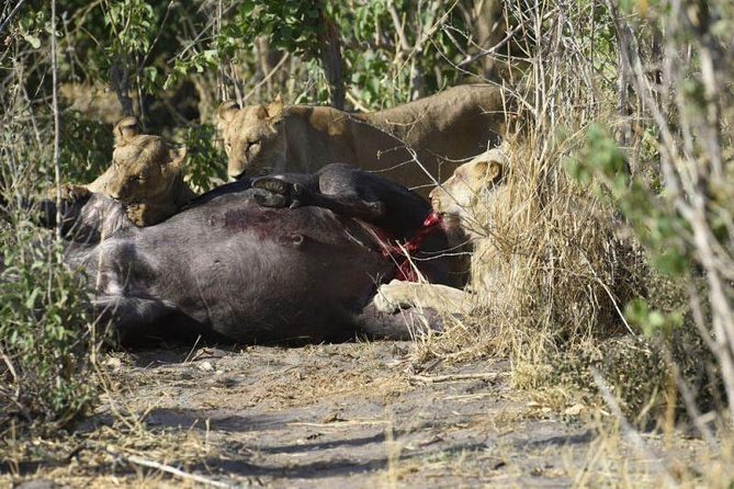 Full-Day Hwange National Park Tour from Victoria Falls - Lunch at a viewing platform